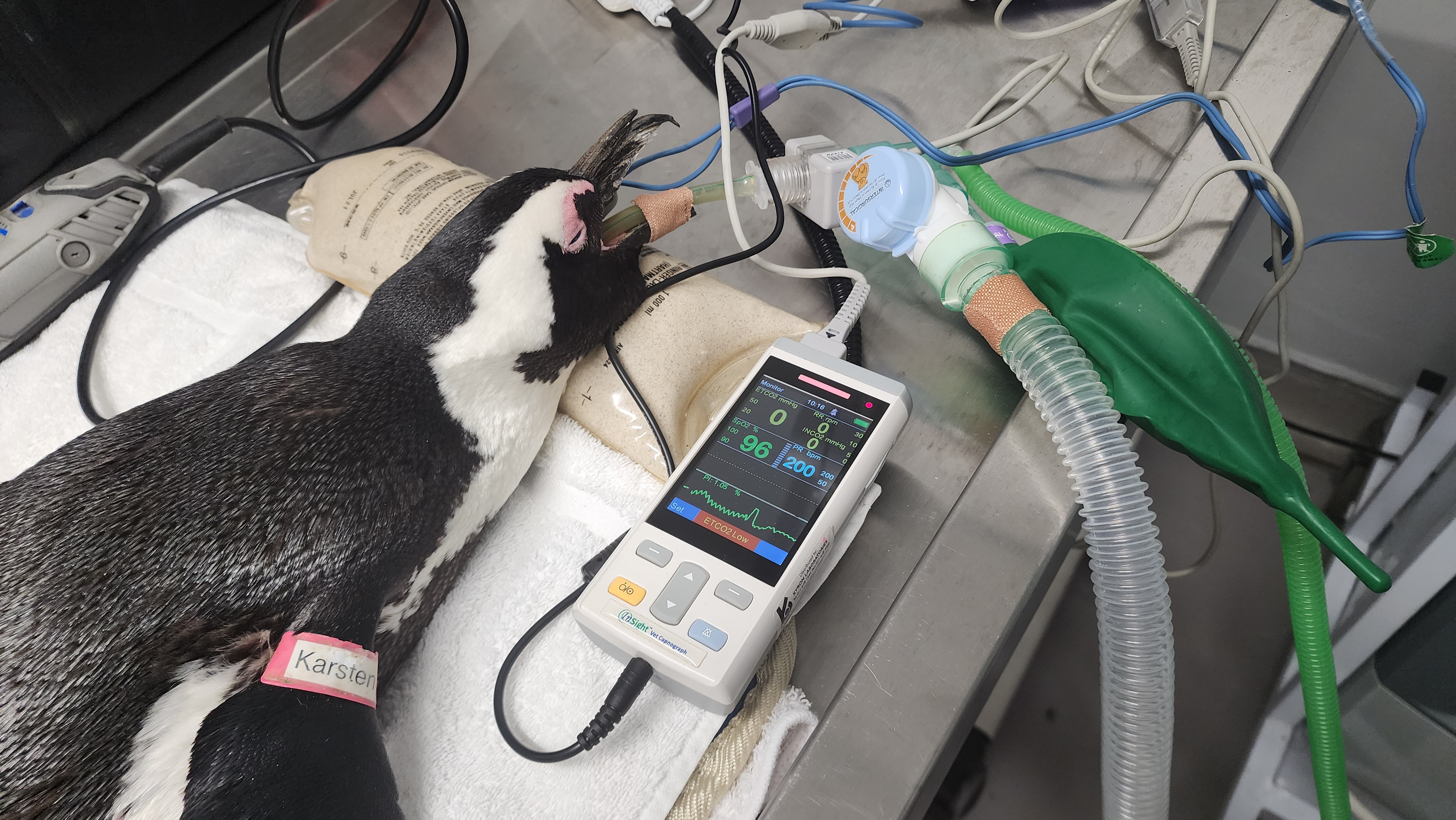 It’s fantastic to see the work SANCCOB are doing to help African Penguins