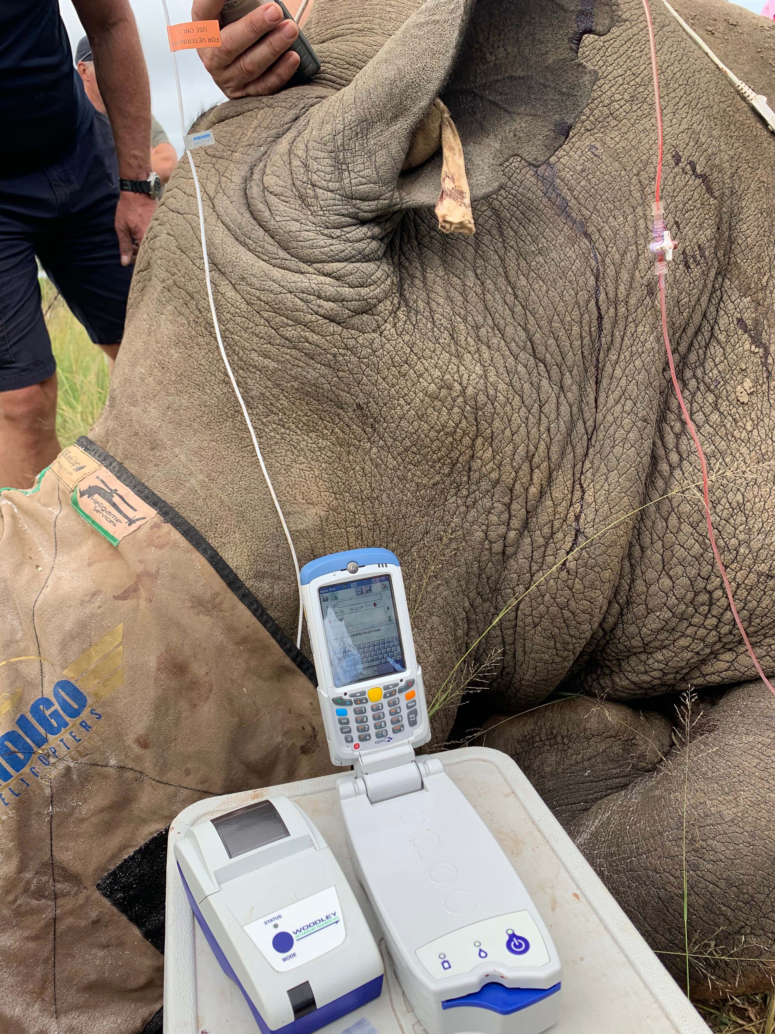 epoc Critical Care Blood Gas Analyser helps in Rhino Horn Trimming Veterinary Wildlife Workshop
